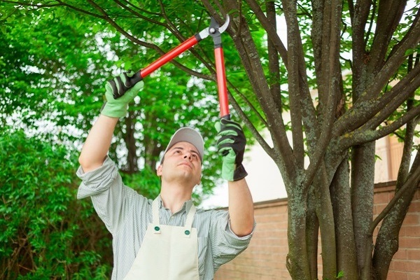 Tree Maintenance